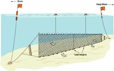 Fanyalı Profesyonel Turna Ağı 50 Metre 0,20 mm Misina